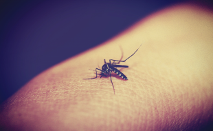 ubod komarca
